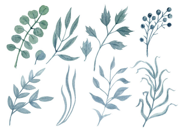 Ручной рисунок акварели клипарт с натуральными зелеными ветвями изолированы на белом фоне. Цветочные растения. Клип-арт.