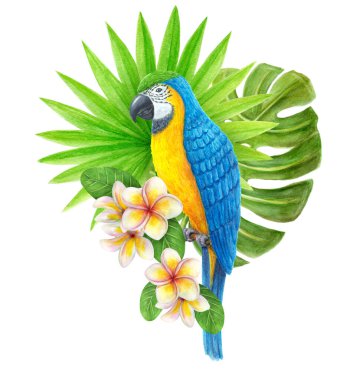 Papağan Ara, tropikal bir buket frangipani çiçeği, yeşil canavar yaprağı ve yelpaze palmiye yaprağı. Egzotik çiçek kompozisyonu, yaprakların suluboya resmi, çiçekler ve mavi-sarı papağan..