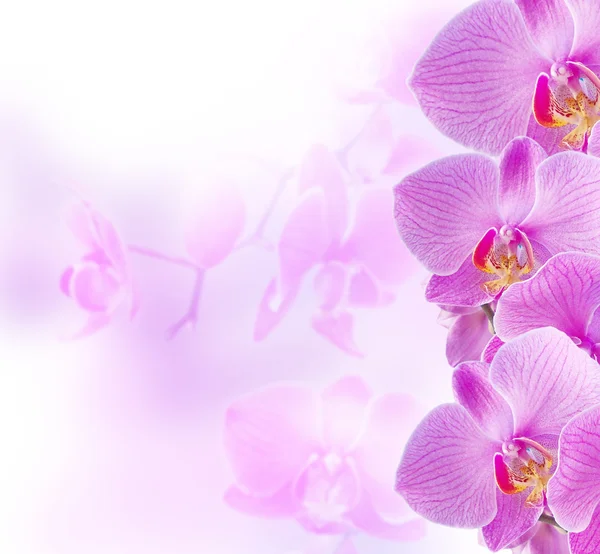 Orquídeas — Foto de Stock