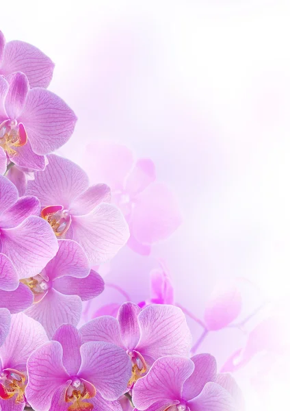 Orchideen — Stockfoto