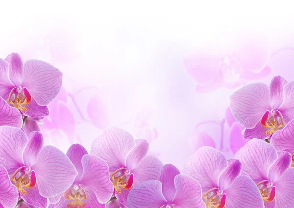 Orchidee — Foto Stock