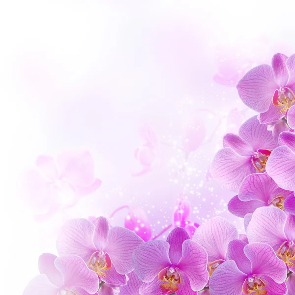 Orchidee — Foto Stock