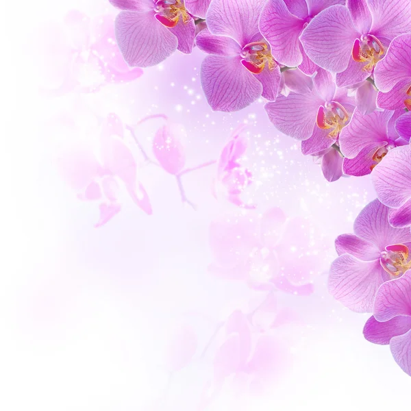 Orchideeën — Stockfoto