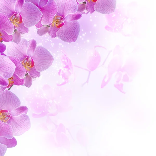 Orchideeën — Stockfoto