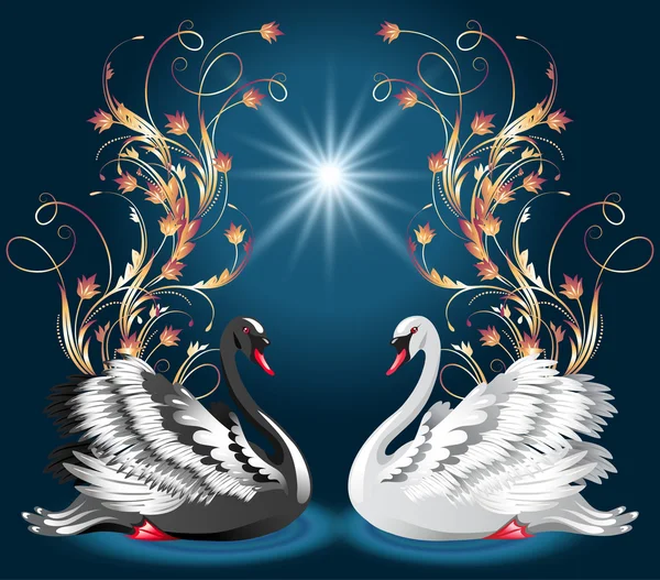 Cisne blanco y negro — Vector de stock