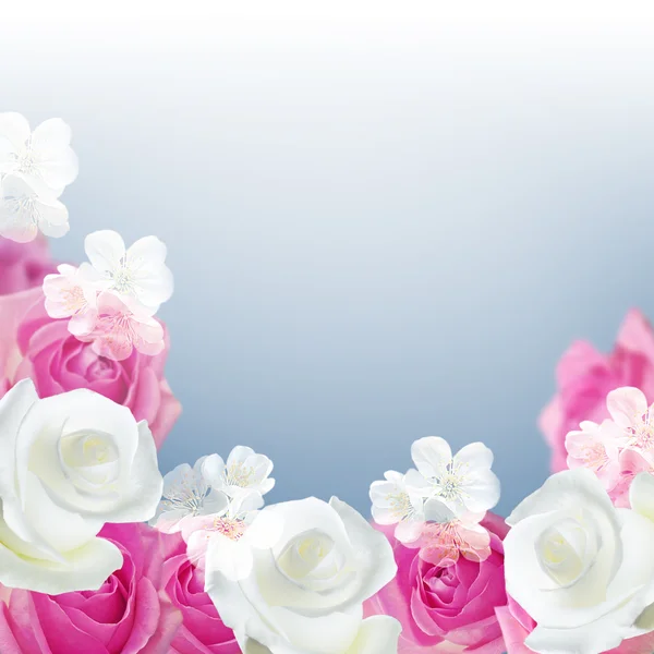 Rosa och vita rosor — Stockfoto