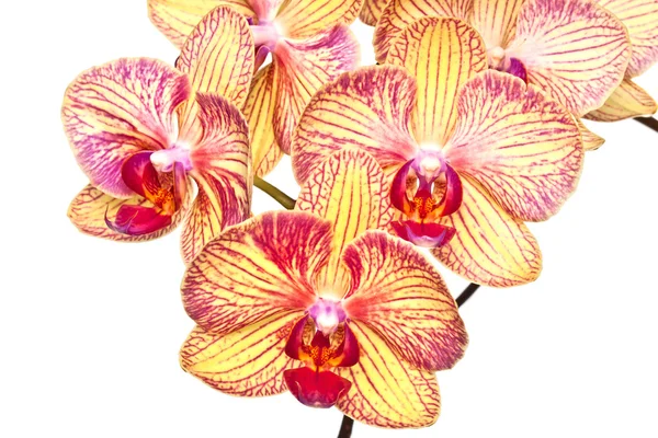Beyaz arkaplanda orkide çiçeği — Stok fotoğraf