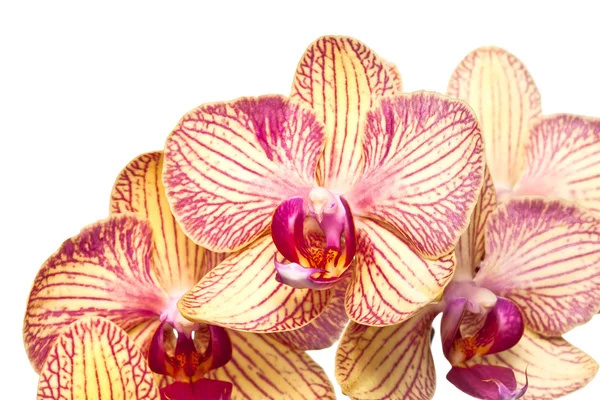 Orchidee bloem op witte achtergrond — Stockfoto