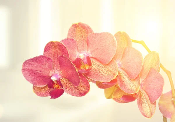 Flor de orquídea no fundo branco — Fotografia de Stock