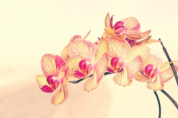 Орхидея цветок на белом фоне — стоковое фото