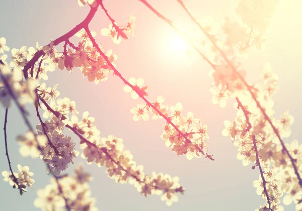 Fond de fleur de cerisier — Photo