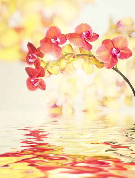 Flor de orquídea no fundo branco — Fotografia de Stock