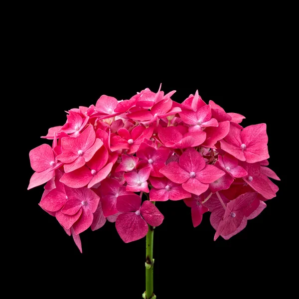 Rote Blume Detail — Stockfoto