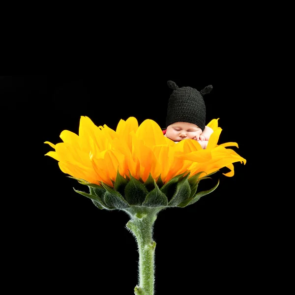 Newborn on flower — Stock Photo, Image