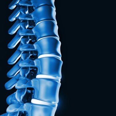 insan spinal kemik 3d
