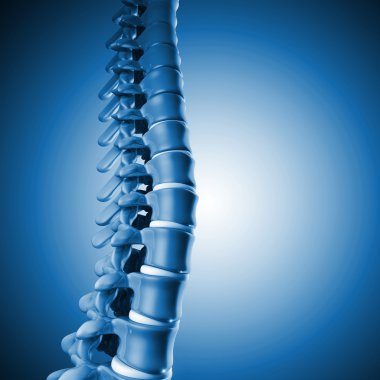 insan spinal kemik 3d