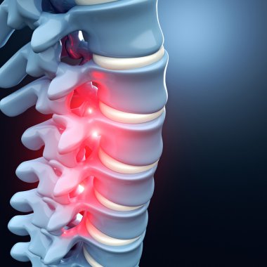 insan spinal kemik 3d