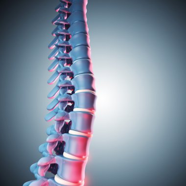 insan spinal kemik 3d
