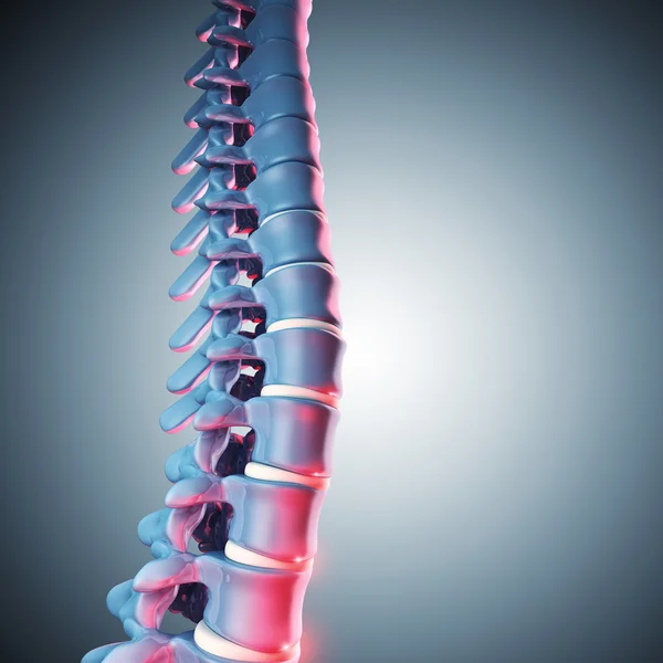 Menselijke spinal bone 3d — Stockfoto