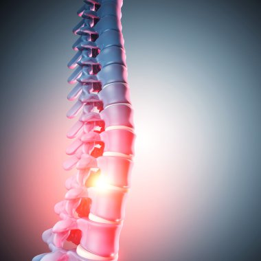 insan spinal kemik 3d