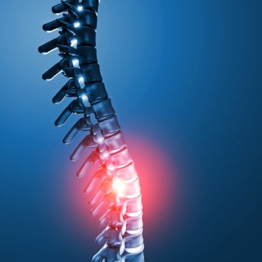 insan spinal kemik 3d