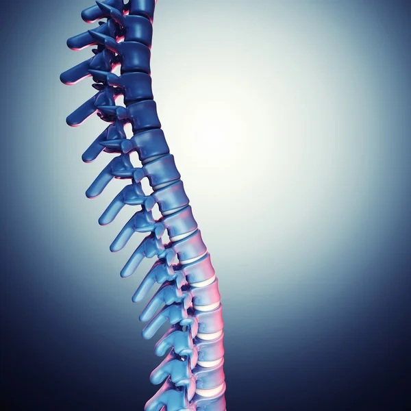 Menselijke spinal bone 3d — Stockfoto