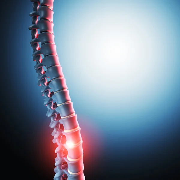人間の脊髄骨 3 d — ストック写真