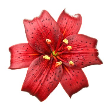 lilyum çiçek detay