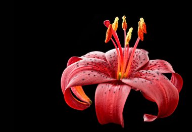 lilyum çiçek detay