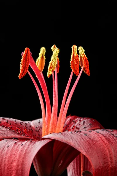 Lilium λουλούδι λεπτομέρεια — Φωτογραφία Αρχείου