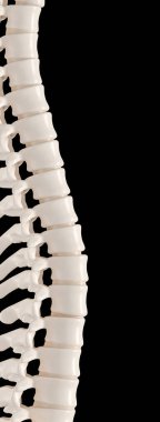 backbone on black. 3d render.