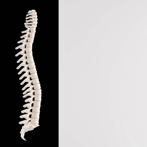 Human Backbone Bones Bicolor Background Copyspace Render — Stock Photo, Image