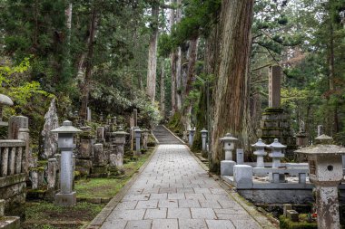 Koyasan okunoin mezarlığı yolu ormandan geçiyor.