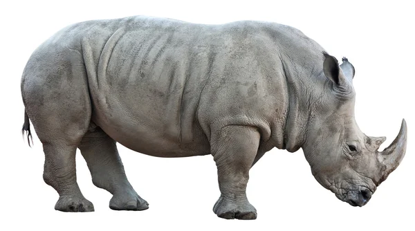 Носорог на белом фоне — стоковое фото