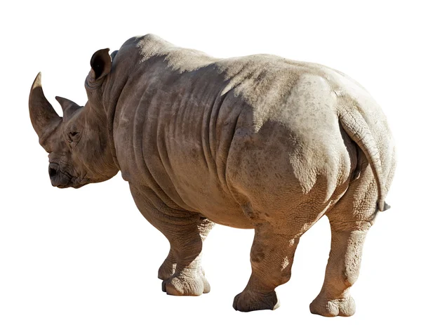 Носорог на белом фоне — стоковое фото