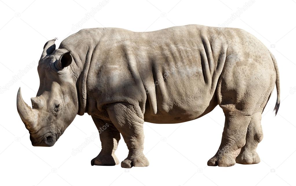 rhinoceros 7 download free rhinoceros 7 download free