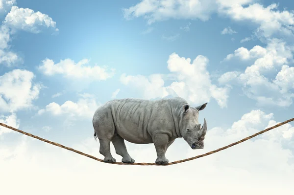 Rhino on rope — Stock Photo, Image