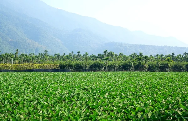 Большое поле с растениями Таро — стоковое фото