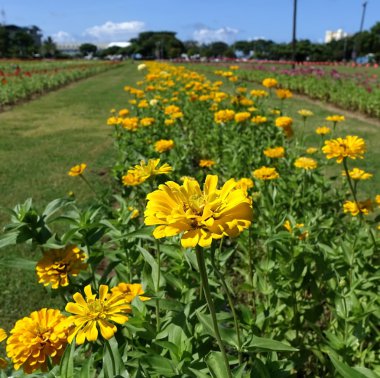 parlak sarı kadife çiçeği çiçek