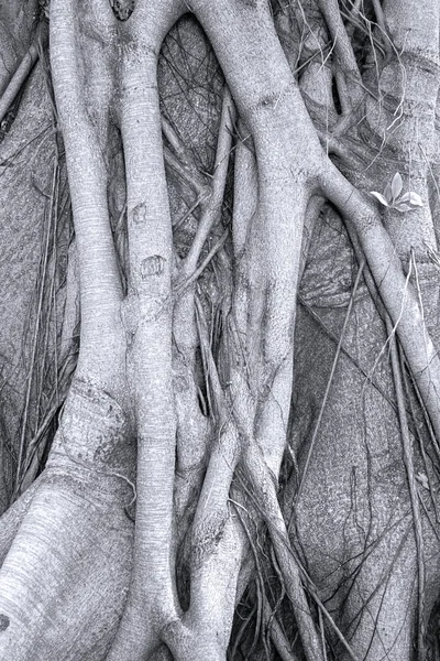 Intricate Root System — Stock Photo, Image