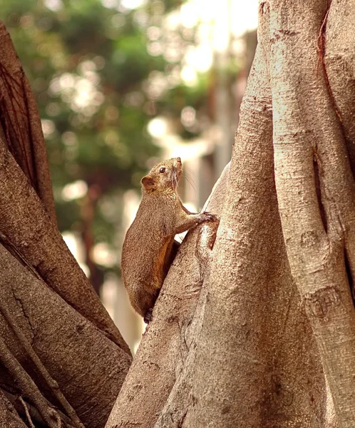 Large Brown Tree Squirrel — Stock Photo, Image