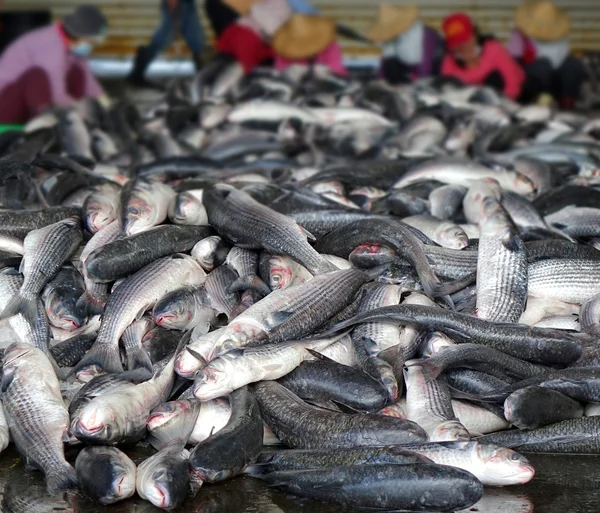 Stor fångst av grå mulle fisk — Stockfoto