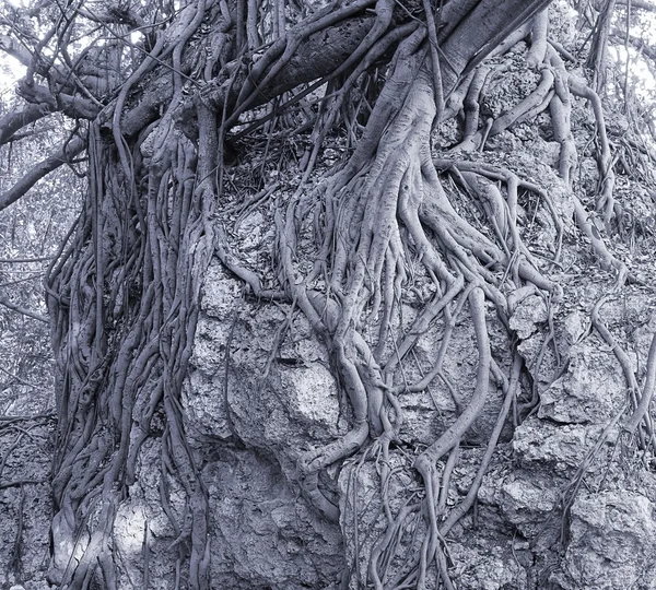 Grande árvore de Banyan se apega a uma rocha — Fotografia de Stock