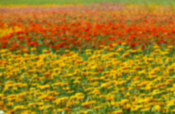 Flores coloridas calêndula fundo borrado — Fotografia de Stock