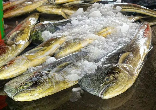 Grande Dolphinfish in vendita al mercato — Foto Stock