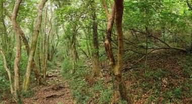yoğun yeşil orman ile sağlam iz