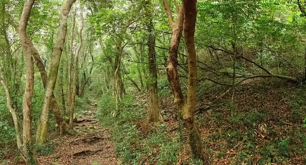 Forêt verte dense avec un sentier accidenté — Photo