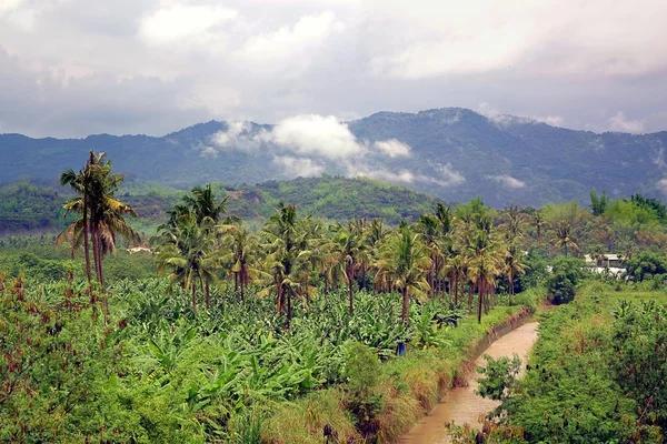 Plátano y palmeras en el sur de Taiwán — Foto de Stock