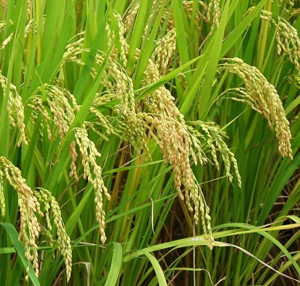 Orejas de arroz — Foto de Stock