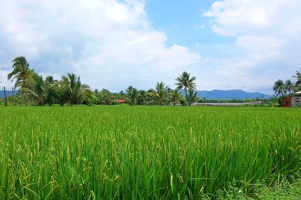Zielenią ryżu pola z palmami — Zdjęcie stockowe